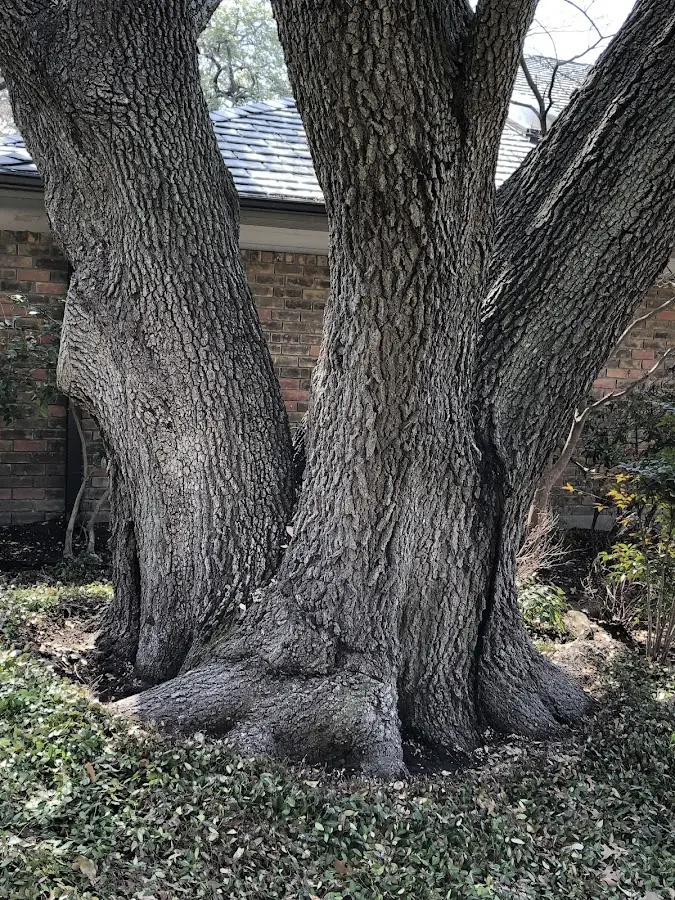 Mature heritage tree close to a Jay property cared for by certified arborists